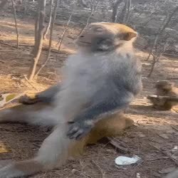 GIF Preview