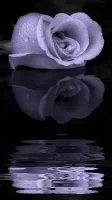 GIF Preview