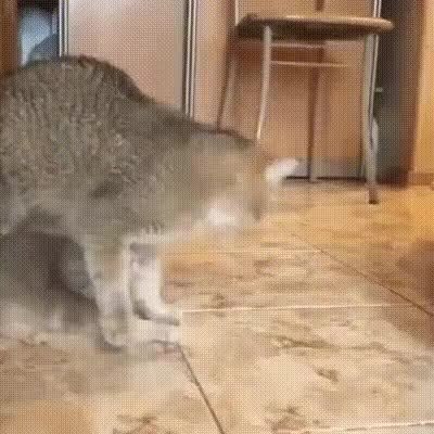 GIF Preview