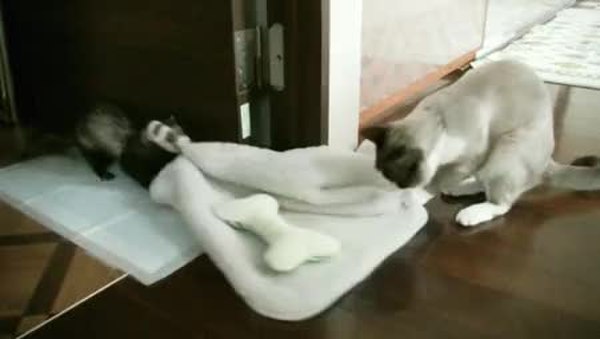 GIF Preview
