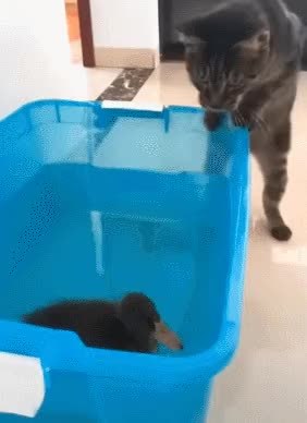 GIF Preview