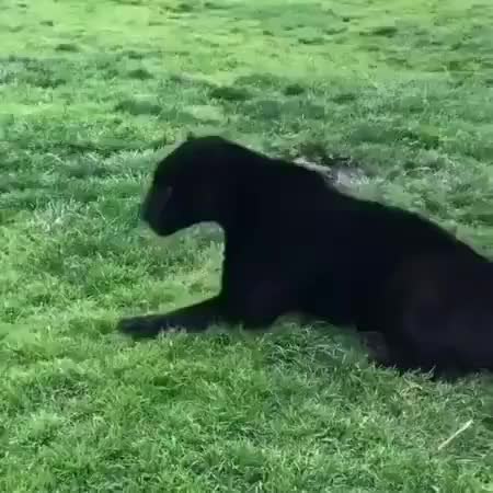 GIF Preview
