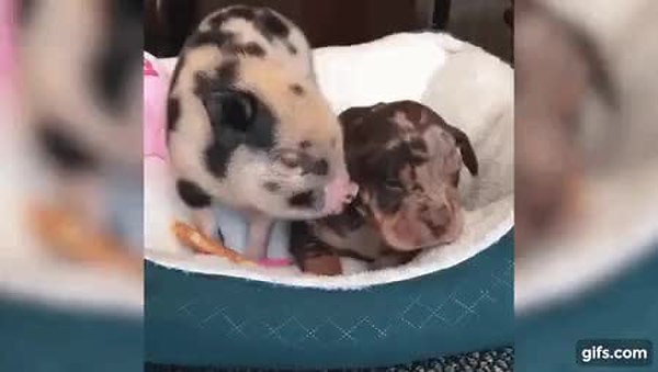 GIF Preview
