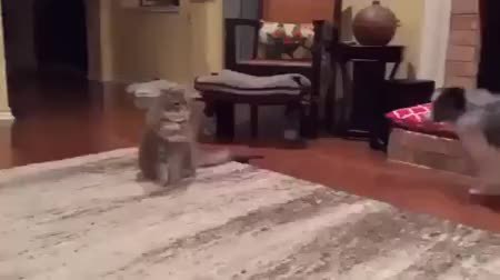 GIF Preview