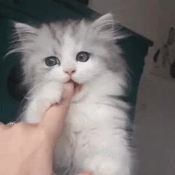GIF Preview