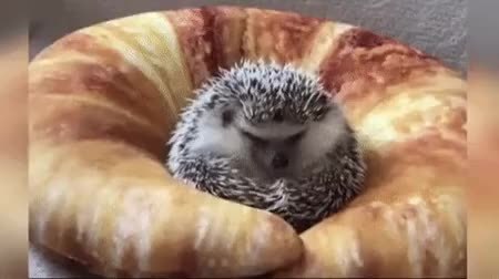 GIF Preview