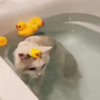 GIF Preview