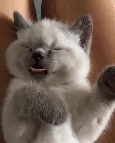 GIF Preview