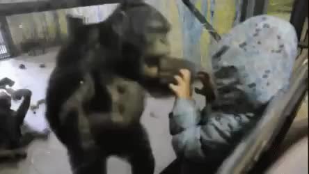 GIF Preview