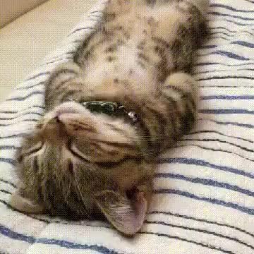 GIF Preview