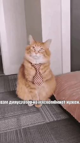 GIF Preview