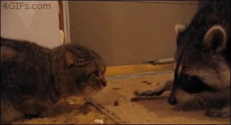 GIF Preview