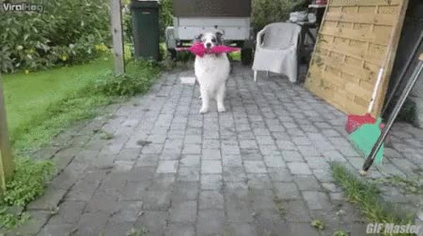 GIF Preview