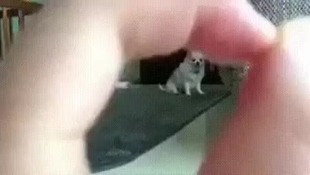 GIF Preview
