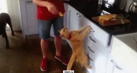 GIF Preview