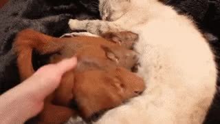 GIF Preview
