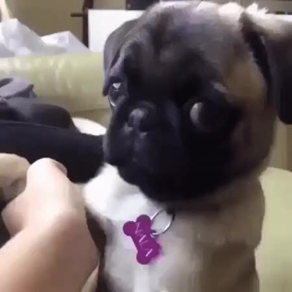 GIF Preview