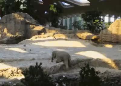 GIF Preview