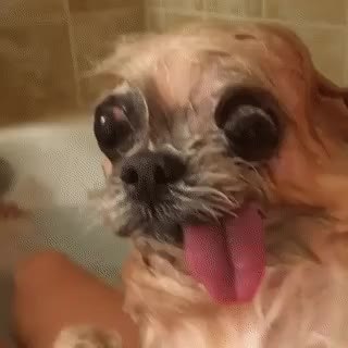 GIF Preview